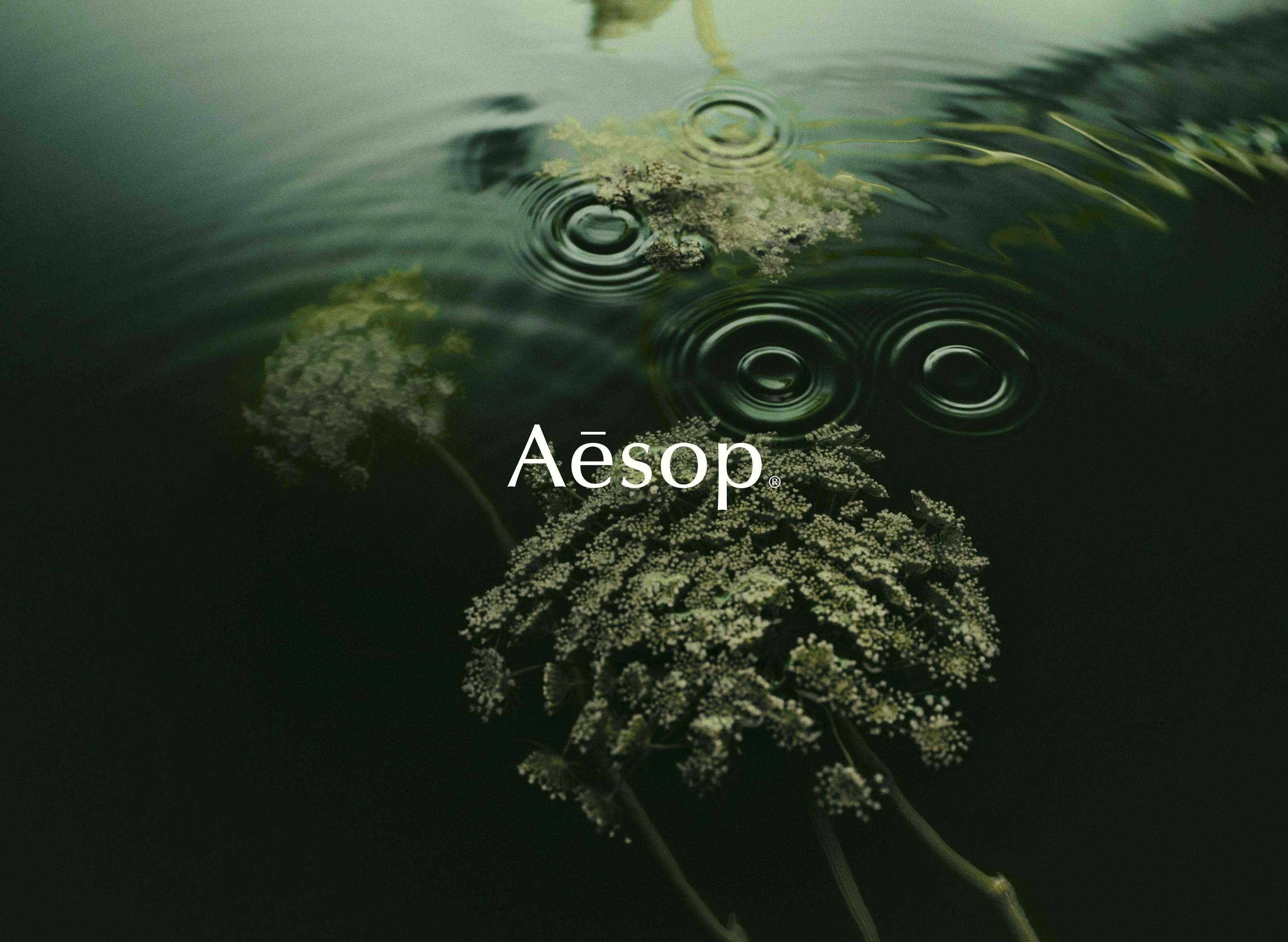 Aesop Parsley Seed - StudioSmall